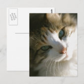 Calico Tiger Cat Postkarte (Vorne/Hinten)