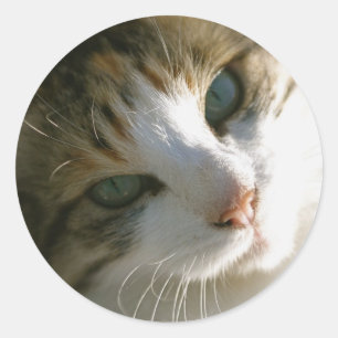 Calico Tiger Cat Runder Aufkleber