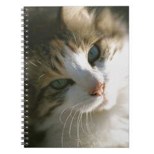 Calico Tiger Kitty Notizblock