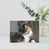 Calico Tortoise Cat Postkarte (Stehend Vorderseite)