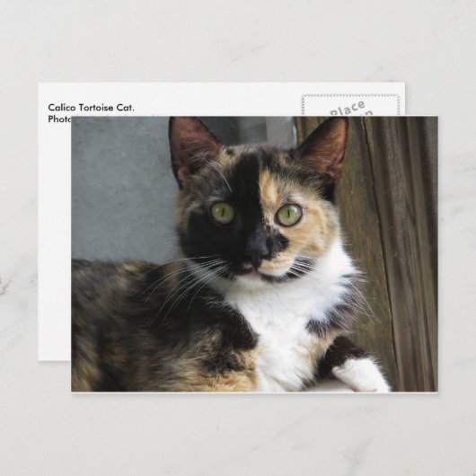 Calico Tortoise Cat Postkarte (Vorne/Hinten)