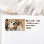 Calico-Ziege (Insitu)