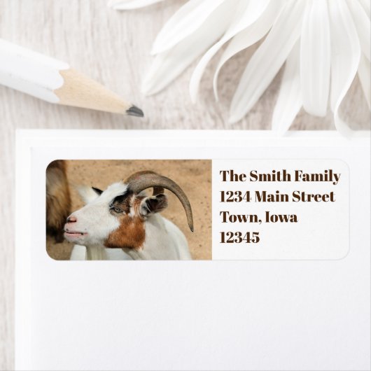 Calico-Ziege (Insitu)