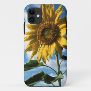 California, A Mammoth Sunflower (Helianthus) 2 Case-Mate iPhone Hülle
