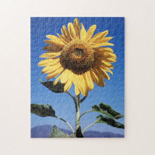 California, A Mammoth Sunflower (Helianthus) 3 Puzzle