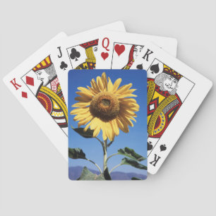 California, A Mammoth Sunflower (Helianthus) 3 Spielkarten