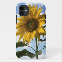 California, A Mammoth Sunflower (Helianthus) 4