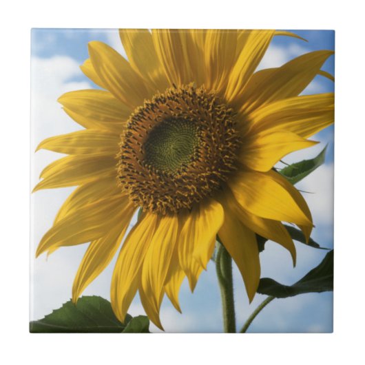 California, A Mammoth Sunflower (Helianthus) 4 Fliese (Vorderseite)
