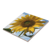 California, A Mammoth Sunflower (Helianthus) 4 Fliese (Seite)