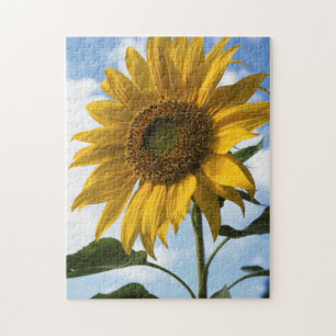 California, A Mammoth Sunflower (Helianthus) 4 Puzzle