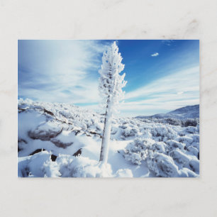 California, Anza Borrego Wüste Staat Park 2 Postkarte