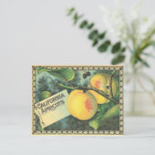 California Apricots Postkarte (Stehend Vorderseite)