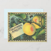 California Apricots Postkarte (Vorne/Hinten)