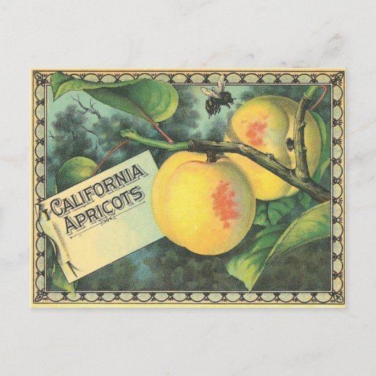 California Apricots Postkarte (Vorderseite)