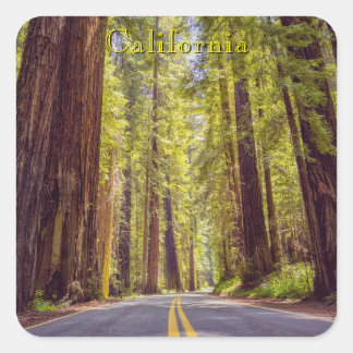 California Avenue of the Giants  Quadratischer Aufkleber