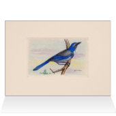 California Blue Jay Bird Danke Karte (Innenansicht Horizontal (Oben))