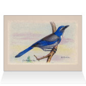 California Blue Jay Bird Danke Karte (Innenansicht Horizontal (Oben))