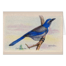 California Blue Jay Bird Danke Karte
