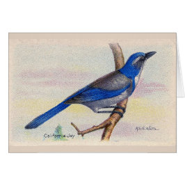 California Blue Jay Bird Danke Karte