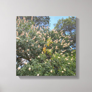 California Buckeye Leinwanddruck
