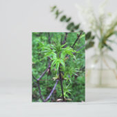 California Buckeye Seedling Postcard Postkarte (Stehend Vorderseite)