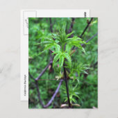 California Buckeye Seedling Postcard Postkarte (Vorne/Hinten)