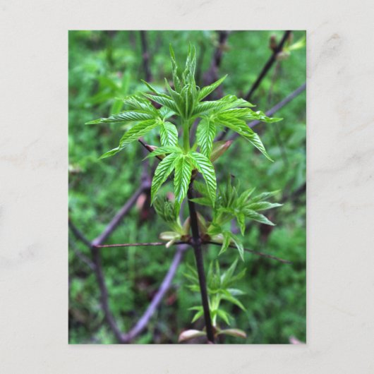 California Buckeye Seedling Postcard Postkarte (Vorderseite)