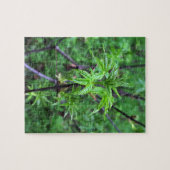 California Buckeye Seedling Puzzle (Horizontal)