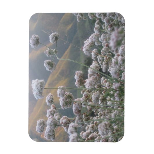 California Buckweizen Magnet (Vertikal)
