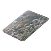 California Buckweizen Magnet (Linke Seite)