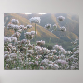 California Buckweizen Poster