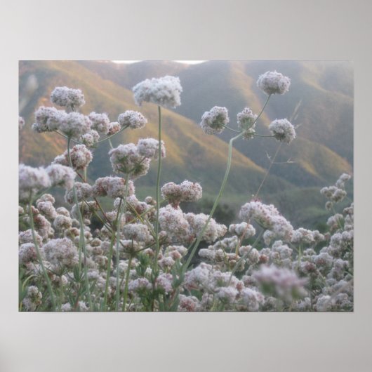 California Buckweizen Poster (Vorne)