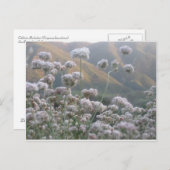 California Buckweizen Postkarte (Vorne/Hinten)