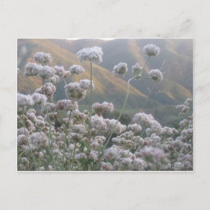 California Buckweizen Postkarte
