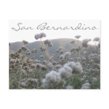 California Buckweizen