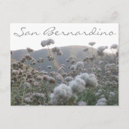 California Buckweizen Postkarte