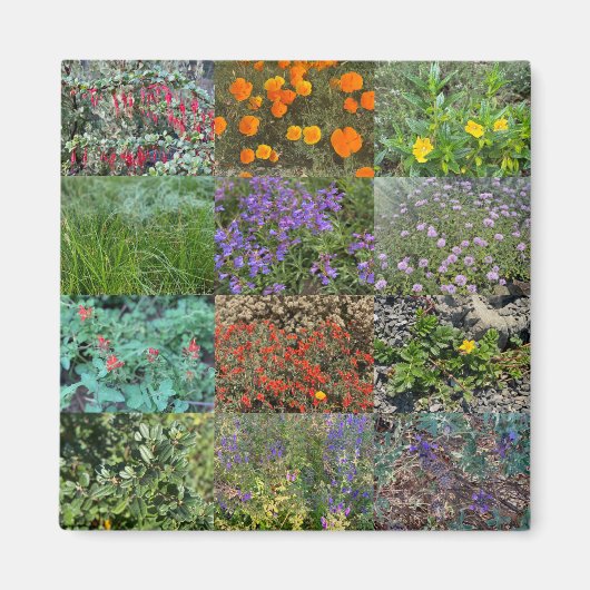 California Colors 2020 Magnet (Vorne)