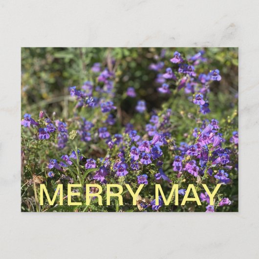 California Colors: Merry May Postkarte (Vorderseite)