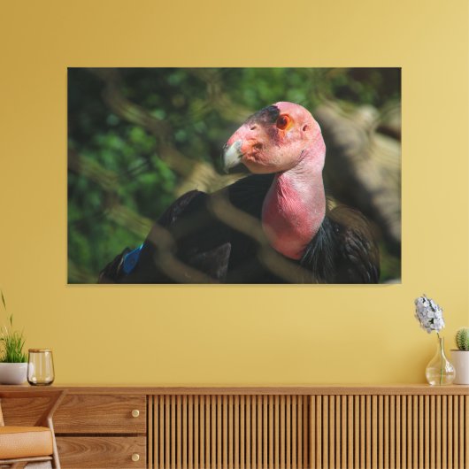 California Condor Leinwanddruck (Insitu (Wohnzimmer))