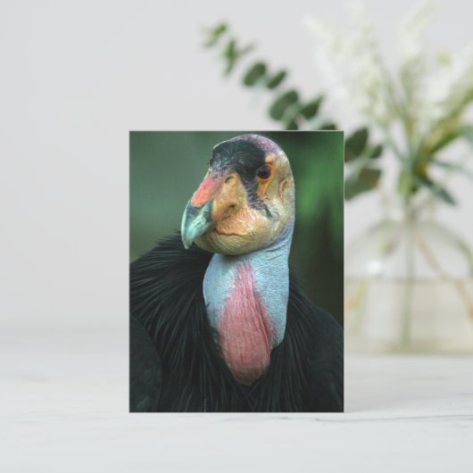California Condor Postcard Postkarte (Stehend Vorderseite)
