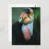 California Condor Postcard Postkarte (Vorne/Hinten)