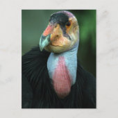 California Condor Postcard Postkarte (Vorderseite)