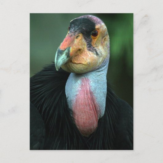 California Condor Postcard Postkarte (Vorderseite)