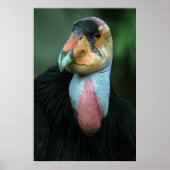 California Condor Poster (Vorne)