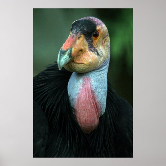 California Condor Poster (Vorne)