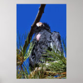 California Condor Poster (Vorne)