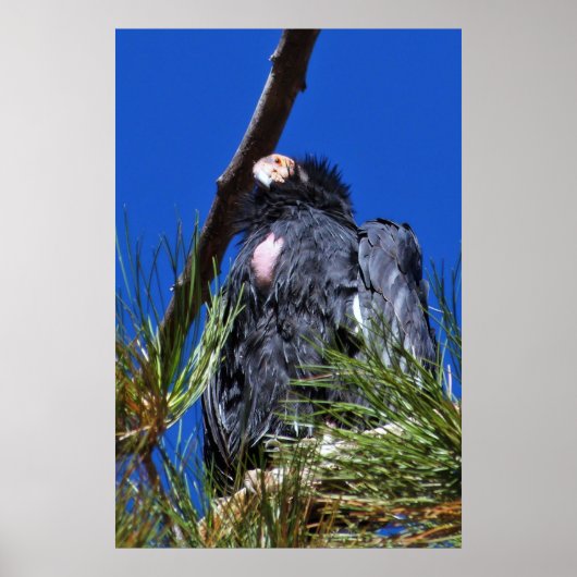 California Condor Poster (Vorne)
