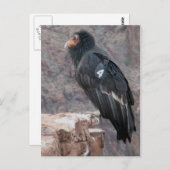 California Condor Postkarte (Vorne/Hinten)
