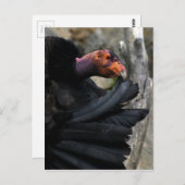 California Condor Preens Black Feathers Postkarte (Vorne/Hinten)