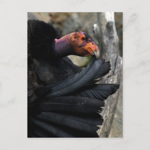 California Condor Preens Black Feathers Postkarte